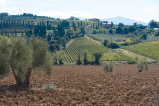olivar andaluz