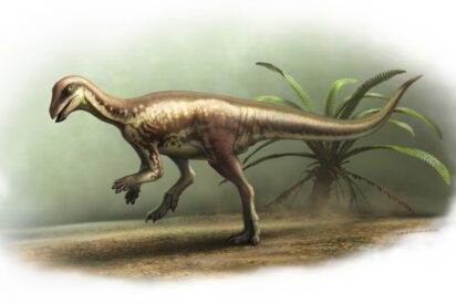 El dinosaurio Enigmacursor mollyborthwickae