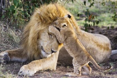 El león macho y su cachorro