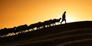 El pastor, las ovejas, el reba&ntilde;o y la propaganda