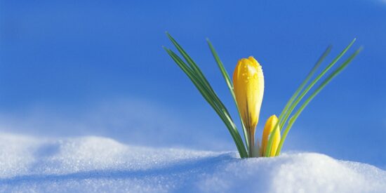 Invierno, flor en la nieve
