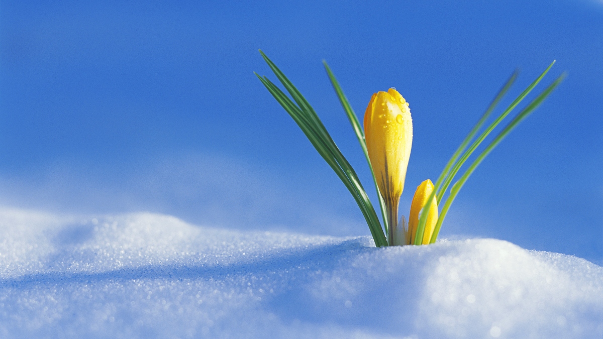 Invierno, flor en la nieve