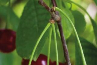 La gastronomía aragonesa es un mundo de sabores por disfrutar