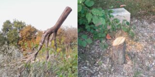El árbol en memoria de Ilan Halimi (1)