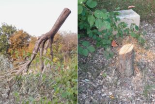 El árbol en memoria de Ilan Halimi (1)