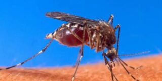 &iexcl;Cuba al borde del colapso! M&aacute;s de 47 mil personas ingresadas por dengue y chikungu&ntilde;a