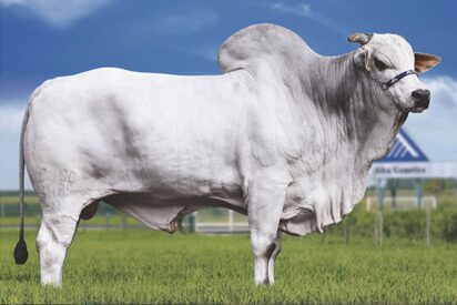 La raza Cebú, con la Nelore como vaca destacada