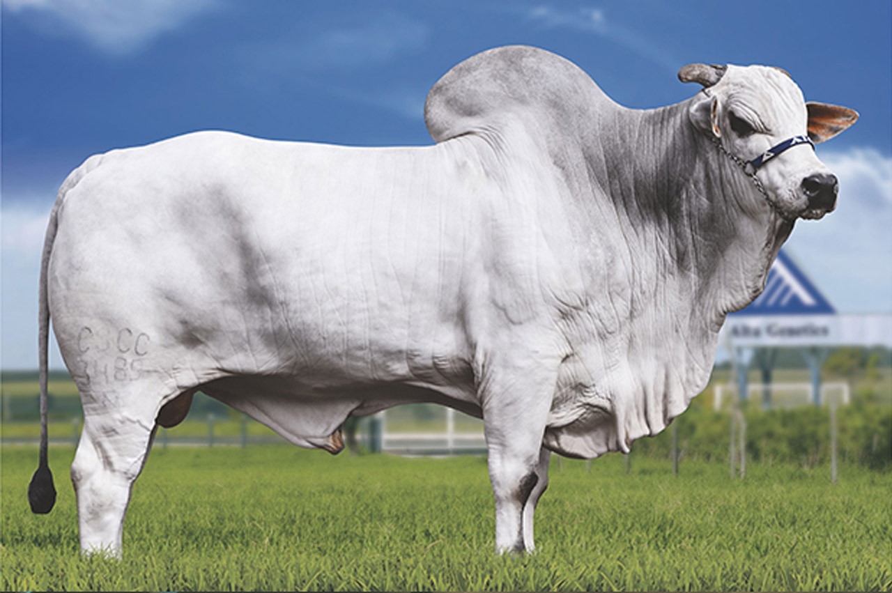 La raza Cebú, con la Nelore como vaca destacada