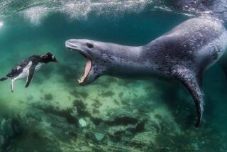 León marino a punto de devorar a un pingüino