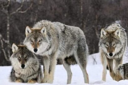 Lobos en Yellowstone
