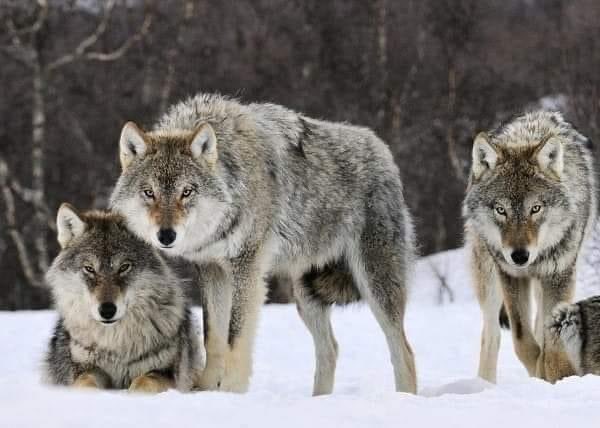 Lobos en Yellowstone