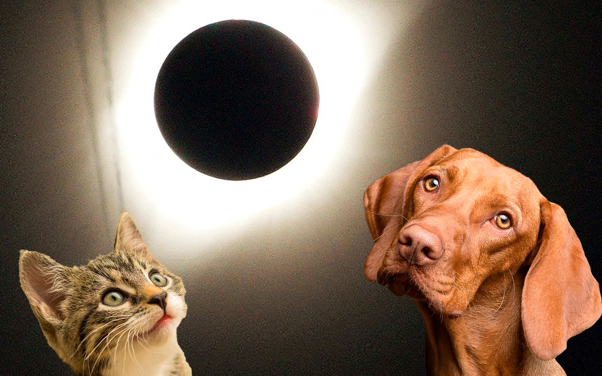 Los eclipses solares y los animales