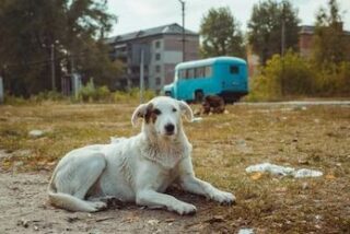 Perros de Chernobil
