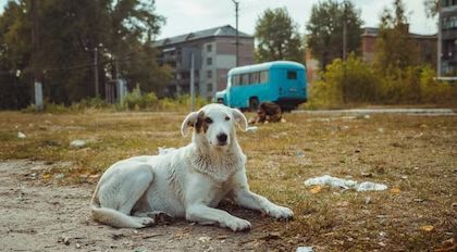 Perros de Chernobil
