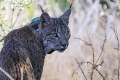 Uraclio, el lince ibérico