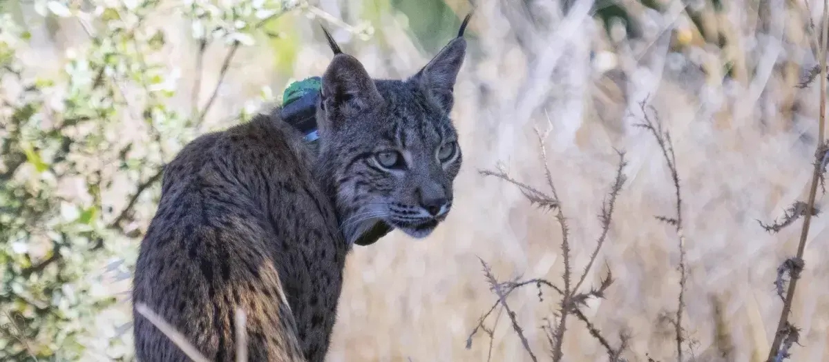 Uraclio, el lince ibérico