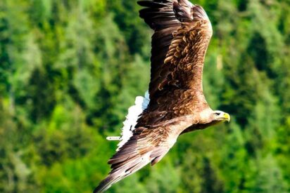 Madrid, uno de los mejores rincones de España para observar aves
