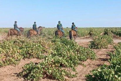 Agentes de la Guardia Civil a caballo en las viñas