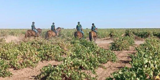 Agentes de la Guardia Civil a caballo en las viñas