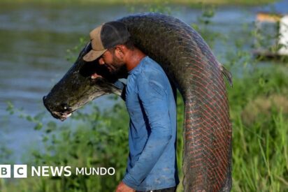 Pirarucú: del Amazonas a las pasarelas, el pez gigante que viste el lujo