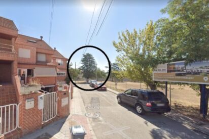 En el círculo, el cedro talado ilegalmente en Pozuelo de Alarcón