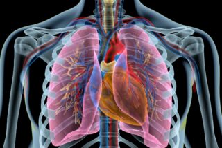 La edad de tus pulmones y el estado de tu corazón