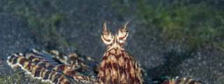 Pulpo mimético (Thaumoctopus mimicus)
