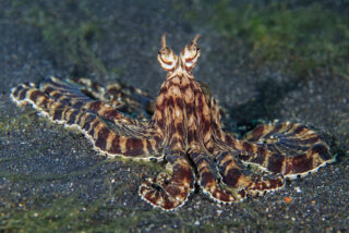 Pulpo mimético (Thaumoctopus mimicus)