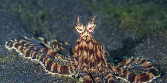 Pulpo mimético (Thaumoctopus mimicus)