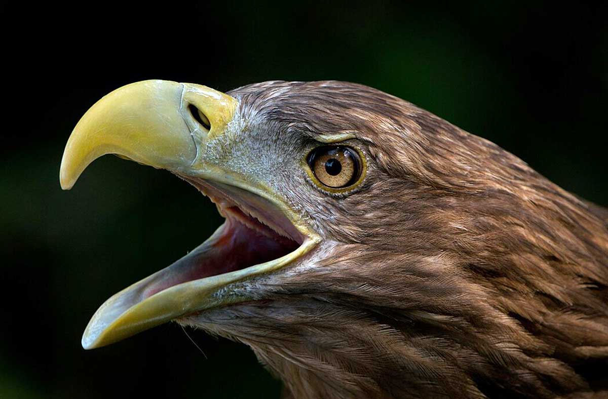 Un regreso con alas: el pigargo europeo vuelve a surcar los cielos de Espa&ntilde;a