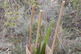 Del drama a la acci&oacute;n: una reforestaci&oacute;n responsable tras los incendios