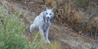 El lince ibérico leucístico (1)
