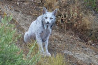 El lince ibérico leucístico (1)