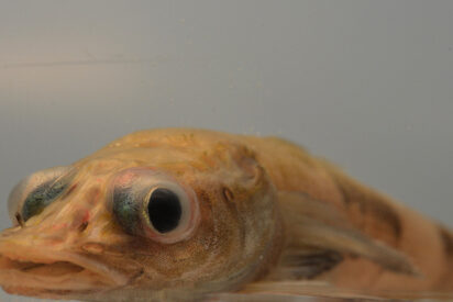 El pez dragón o Akarotaxis gouldae