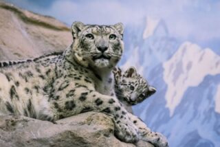 Leopardo de las nieves