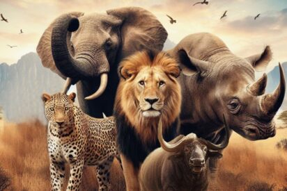 Los 5 Grandes del Kruger Park