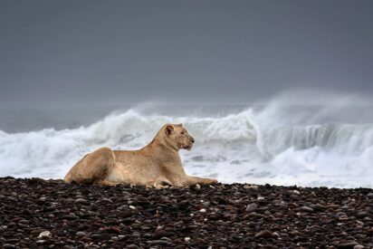 Los leones marítimos de Namibia