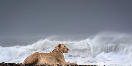 Los leones marítimos de Namibia