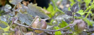 Los tomates de las Islas Galápagos