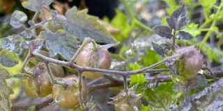 Los tomates de las Islas Galápagos