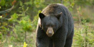 Oso negro