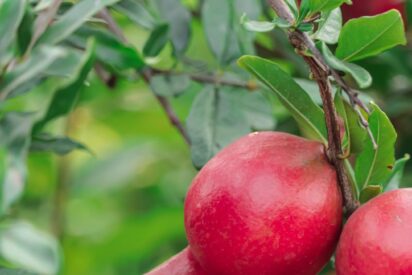 España produce más de 79.000 toneladas de granada, fruta con punicalagina aliada para la astenia otoñal
