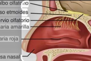 José Manuel García Albarrán: "Los españoles… ¿tienen la pituitaria olfativa atrofiada?"