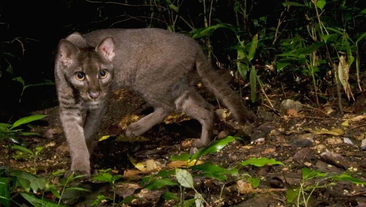 El gato dorado o Caracal aurata africano