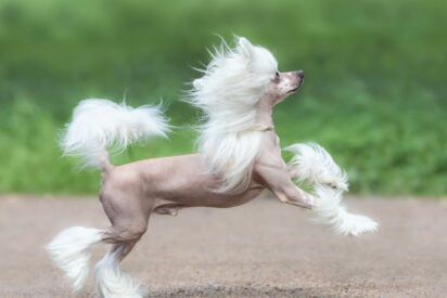 Perro hairless, Mascota ex&oacute;tica