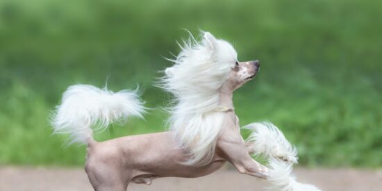 Perro hairless, Mascota exótica