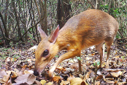 Un rat&oacute;n ciervo