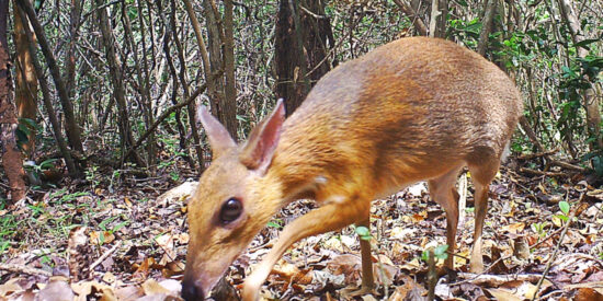 Un rat&oacute;n ciervo
