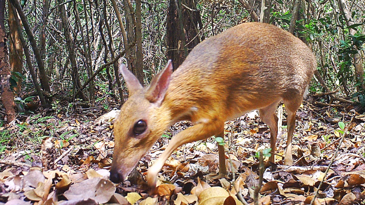 Un rat&oacute;n ciervo