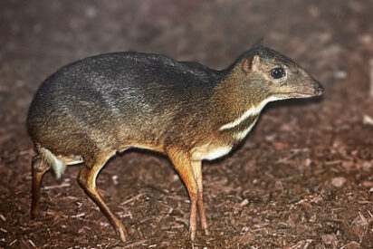 Un rat&oacute;n ciervo